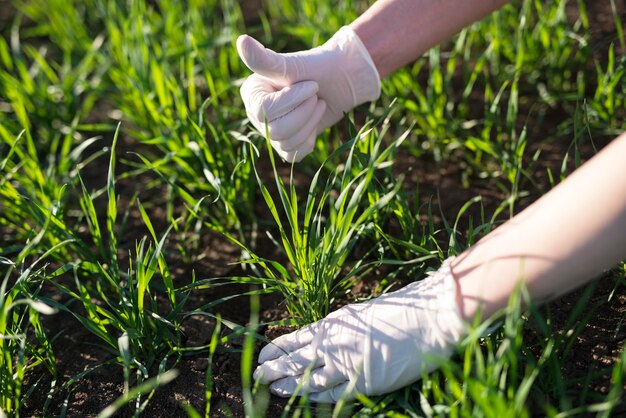 Jak biostymulatory wspierają zdrowy rozwój trawnika i zwiększają jego odporność